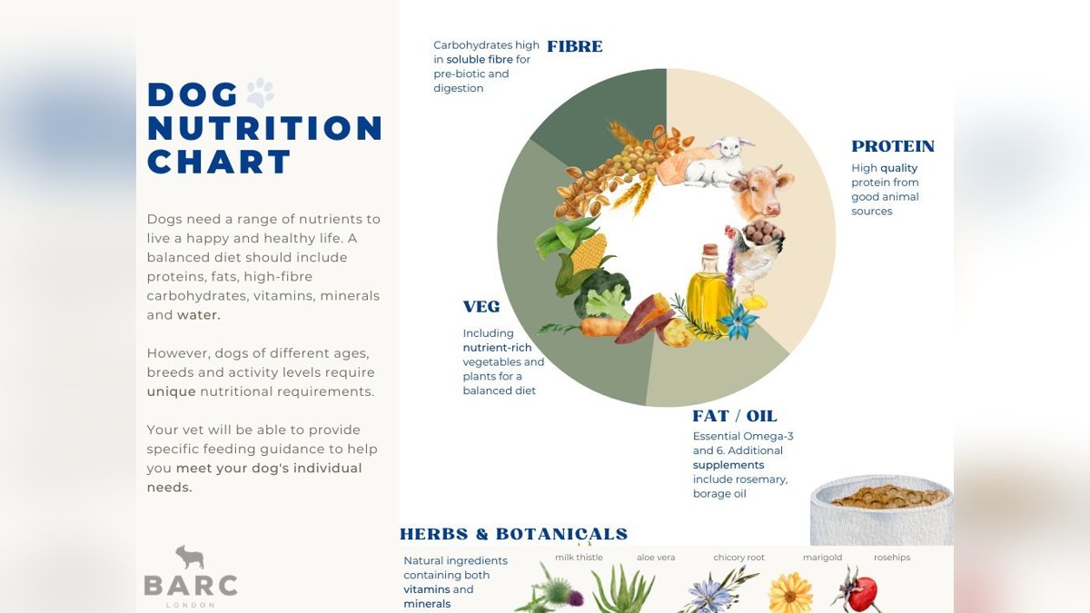 Dog Nutrition Guide: What to Feed Your Pet
