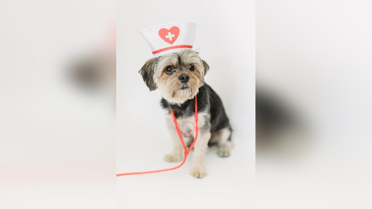 Common Pet Emergencies and What to Do