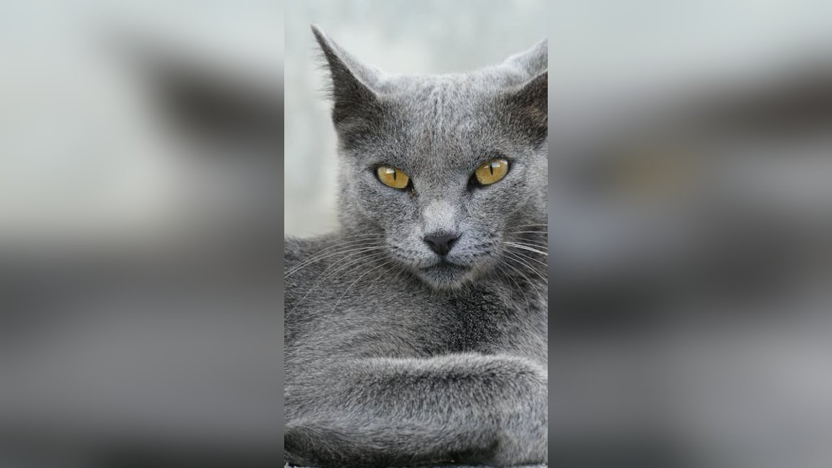 Best Cat Breeds for First-Time Pet Owners