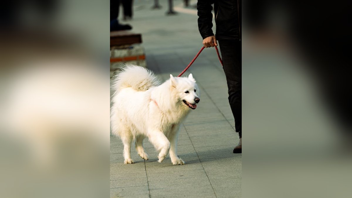 How to Choose the Right Dog Walker or Pet Sitter