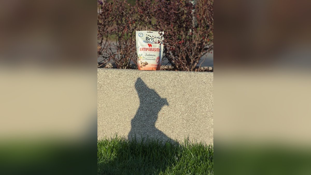 Pet Food Labels Explained: What to Look For