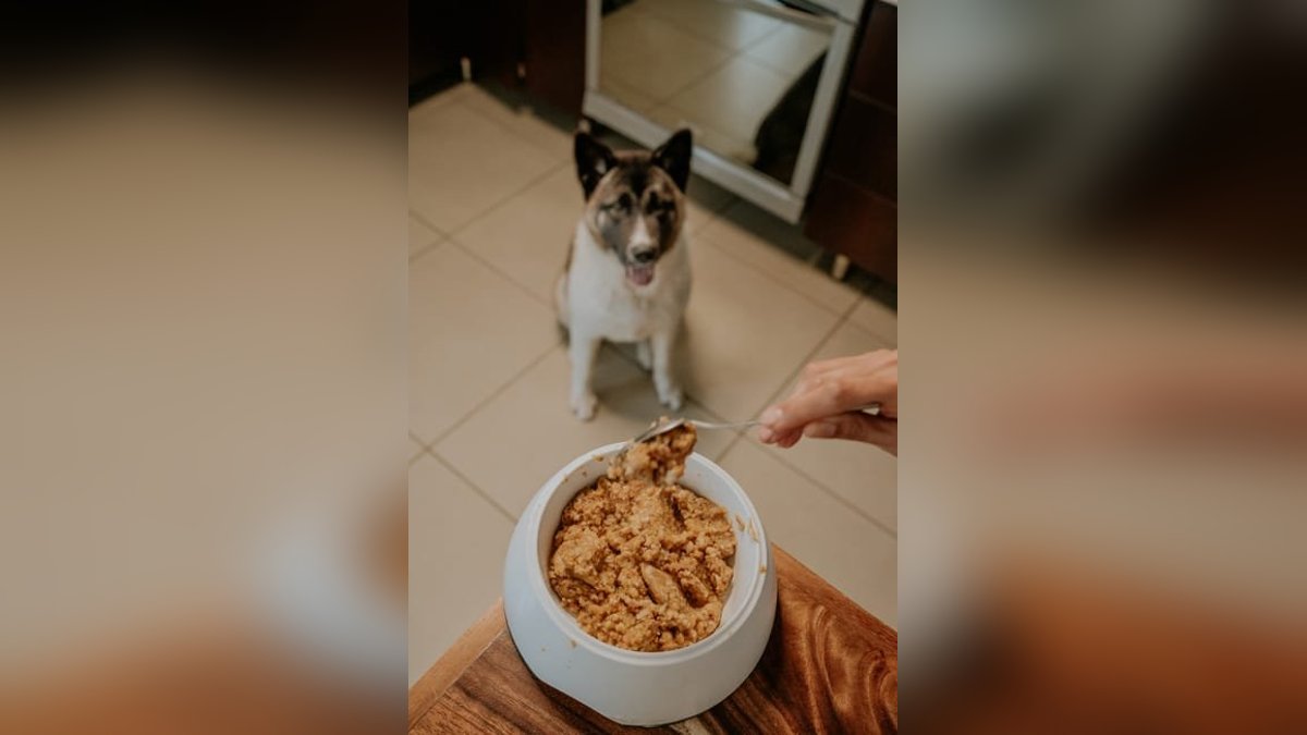 Top 5 Dog Foods for Sensitive Stomachs of 2026