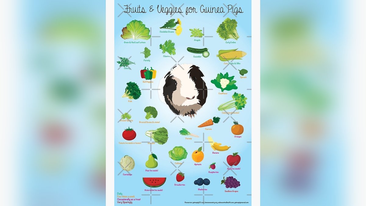 Safe Fruits and Vegetables for Guinea Pigs