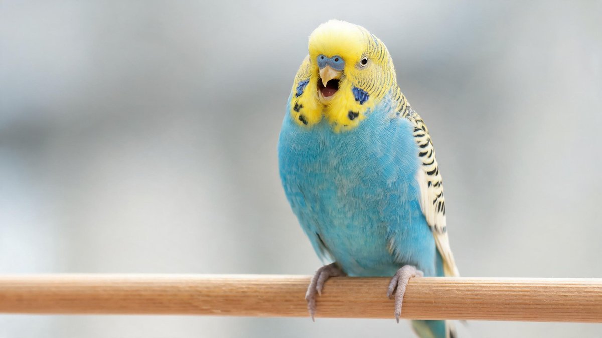 Budgie Training Guide: How to Teach Your Parakeet to Talk
