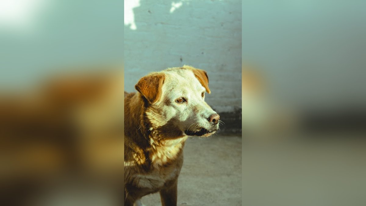Senior Dog Care Guide: Keeping Your Aging Pet Happy