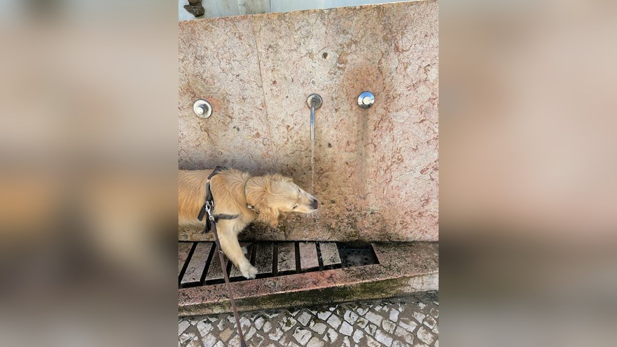 The Complete Guide to Pet Hydration: How Much Water Do Dogs and Cats Need?