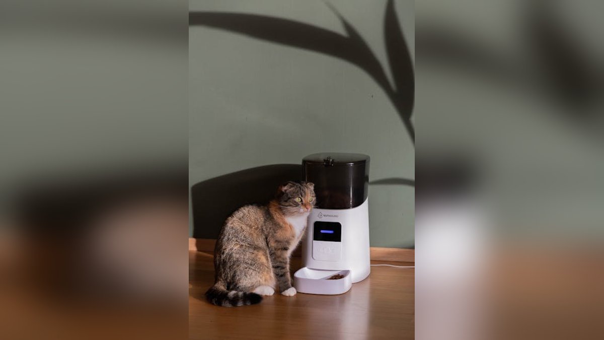 Best Automatic Pet Feeders 2026: Top 5 Ranked & Reviewed